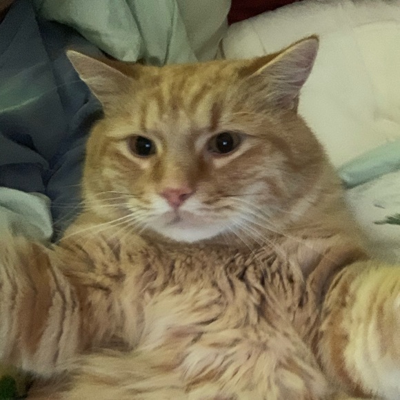 Meet your Posher, Valerie - Picture 1 of 1